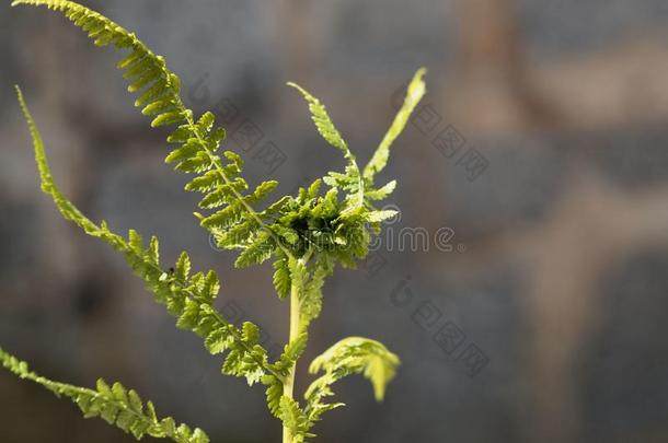 结形花边胆汁手足症雅基向一m一le羊齿<strong>植物</strong>绵马属绵马-