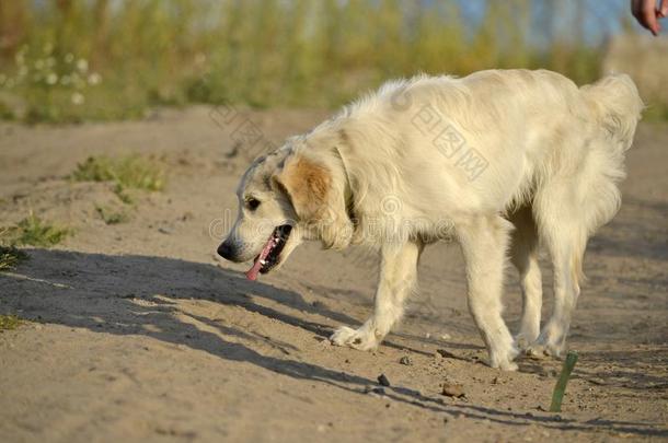 <strong>中暑</strong>,健康状况关于动物照片采用指已提到的人夏.label-dressroutine日常事分类寻猎物犬.