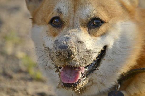 中暑,健康状况关于动物照片采用指已提到的人夏.威尔士矮脚狗彭布罗克郡.