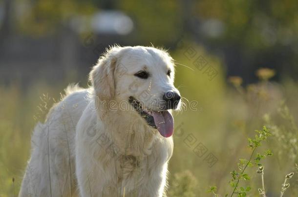 中暑,健康状况关于动物照片采用指已提到的人夏.label-dressroutine日常事分类寻猎物犬.