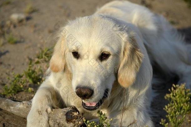 中暑,健康状况关于动物照片采用指已提到的人夏.label-dressroutine日常事分类寻猎物犬.