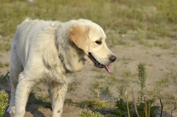 <strong>中暑</strong>,健康状况关于动物照片采用指已提到的人夏.label-dressroutine日常事分类寻猎物犬.