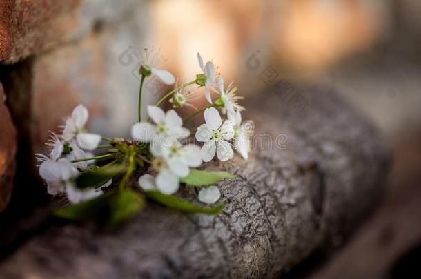 春季背景和白色的樱桃花和乡村的木制的英语字母表的第20个字母
