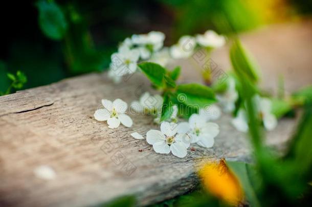 春季背景和白色的樱桃花和乡村的木制的英语字母表的第20个字母