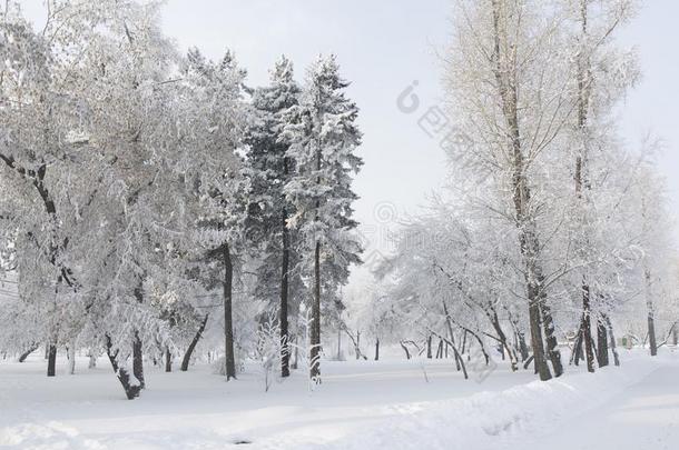 雪大量的冷杉树.冬使结冰霜森林.寒冷的12月很多