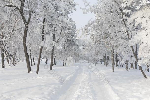 冬森林和树大量的雪.白色的使结冰霜公园园林景观