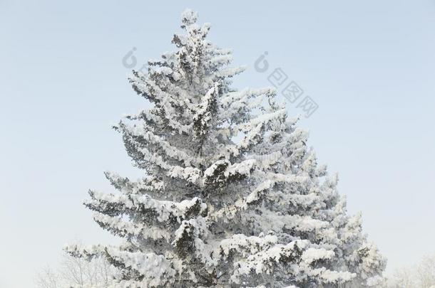 一下雪的冷杉树.冬使结冰霜树.
