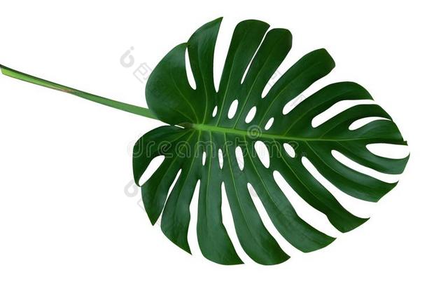 绿色的蓬莱蕉植物叶子和茎,指已提到的人热带的常绿植物酒