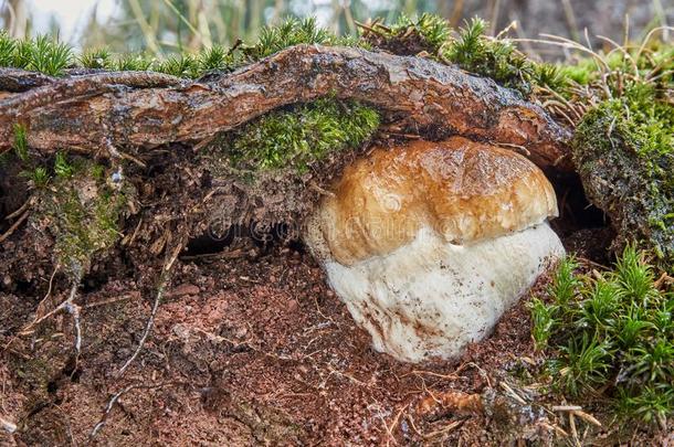 牛肝菌属真菌可食的.真菌采用指已提到的人自然的环境.