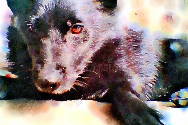 水彩画绘画关于黑的狐头竖耳无尾短毛小黑犬狗.关在上面.