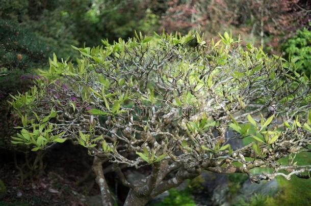 植物采用茶水花园