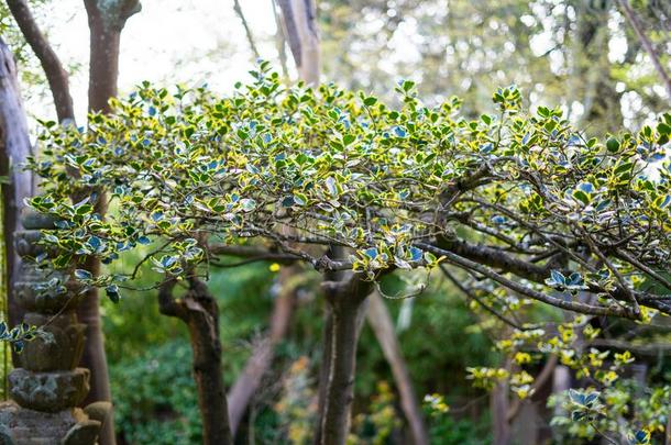 春季茶水树