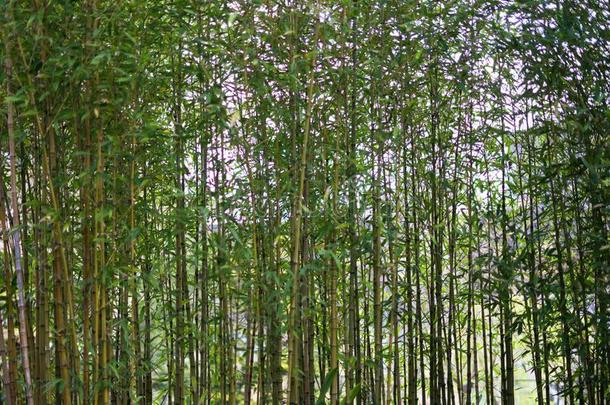 竹子采用日本人茶水花园