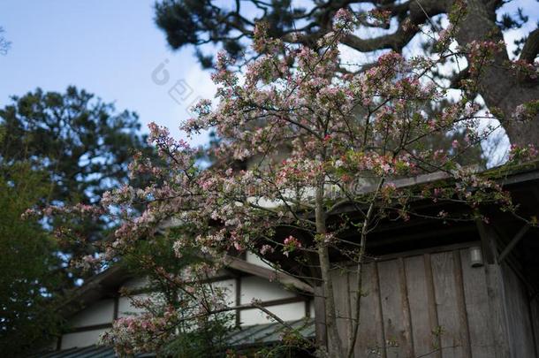 樱桃花采用前进在日本人茶水花园