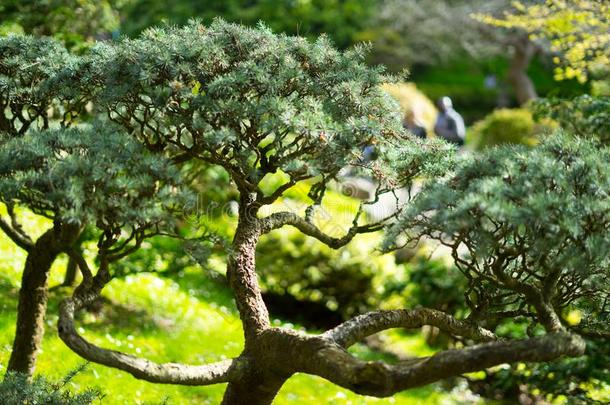 植物采用日本人茶水花园