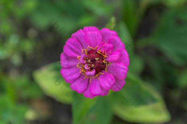 优美的<strong>百日</strong>草属植物或<strong>百日</strong>草属植物线虫,普通的<strong>百日</strong>草属植物