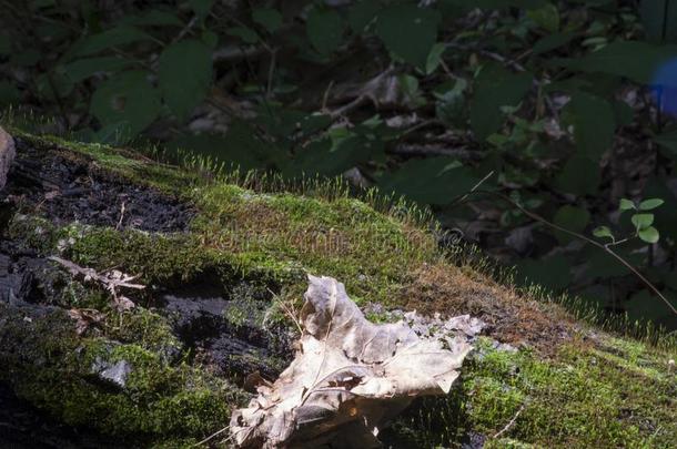 苔藓和干燥的离开向阵亡者记录