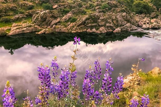 天堂仙乡草地,河和紫色的野生的花
