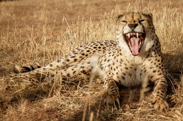 成熟的非洲猎豹龇牙低吼在照相机,警告他离开