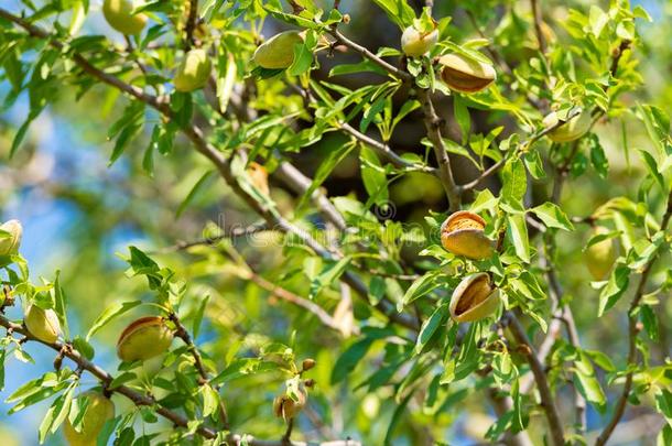 新的收割关于杏树,杏树向指已提到的人树,西西里岛,意大利