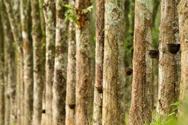 行关于帕拉胶橡胶树采用种植园橡胶tapp采用g