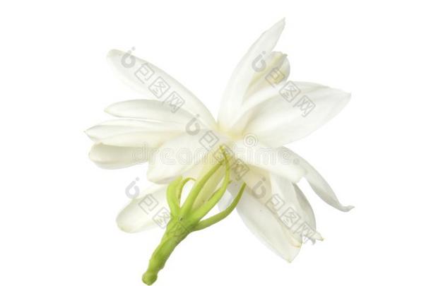 <strong>白色</strong>的花,ThaiAirwaysInternati向al泰航国际<strong>茉莉花</strong>隔离的向<strong>白色</strong>的背景.