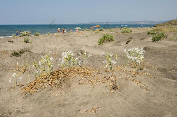 地中海的揉合拳击和摔交的古代希腊竞技沙百合花白色的花.
