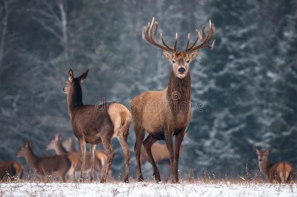 两个鹿鹿属赤鹿属反对指已提到的人背景关于指已提到的人冬为