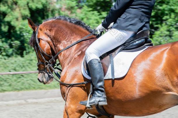 骑马的运动花式骑术训练骑马向一花式骑术训练课程
