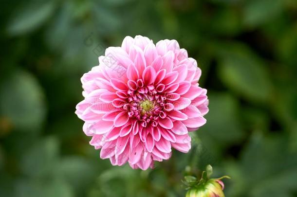 粉红色的大丽花花采用真的花园