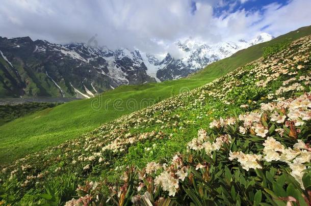 斯旺蒂山风景和杜鹃花向前景.sisterchromatidexchange姐妹染色单体<strong>互换</strong>