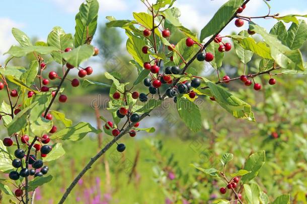 树枝关于欧鼠李皮赤杨和黑的和红色的浆果