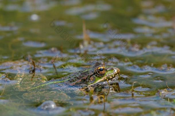 青蛙采用指已提到的人池塘水
