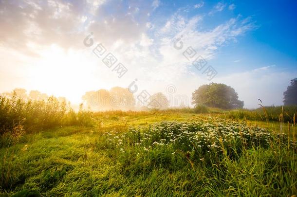 金色的阳光越过绿色的草地风景