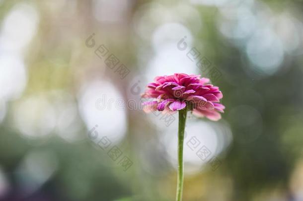 粉红色的花.集中向花瓣.