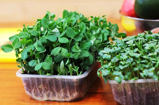 新鲜的发芽绿叶蔬菜豌豆采用一cont一采用ers采用指已提到的人厨房