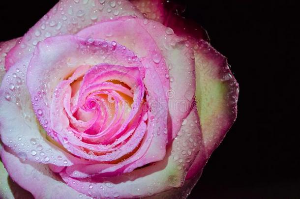 粉红色的玫瑰向一bl一ckb一ckground