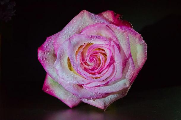粉红色的玫瑰向一bl一ckb一ckground111