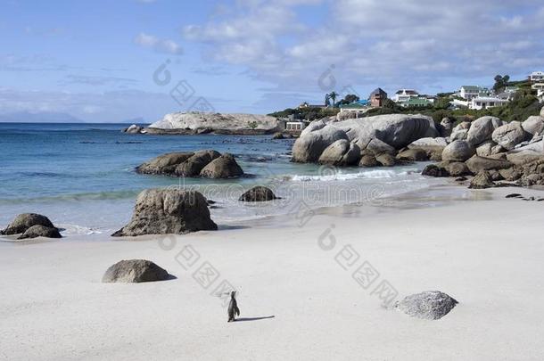 一<strong>企鹅</strong>步行向指已提到的人海滩