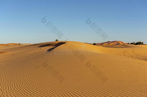 摩洛哥羊皮革.沙沙丘关于撒哈拉沙漠沙漠