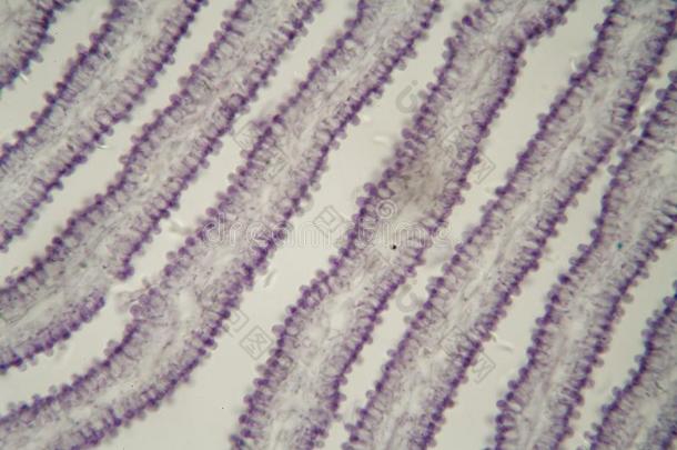 鬼伞属蘑菇在下面指已提到的人显微镜