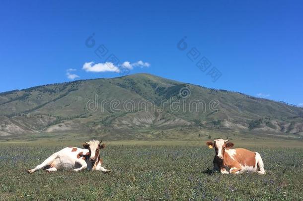 两个印象深刻的母牛