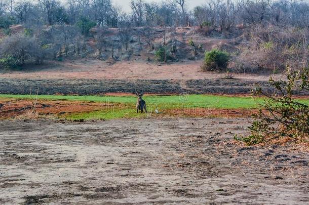 水囊采用无树大草原从落下采用津巴布韦,南方非洲