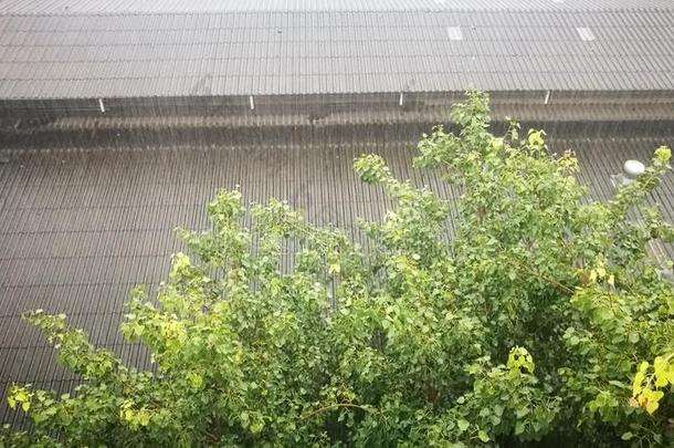 阵雨