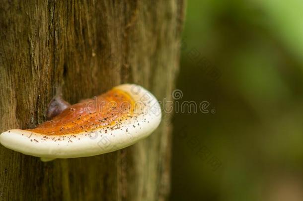 林芝蘑菇