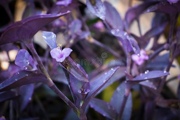 漫游的花紫露草帕利达