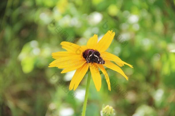 黑的蝴蝶向花关于金光菊属植物拉齐尼亚塔.黄色的花