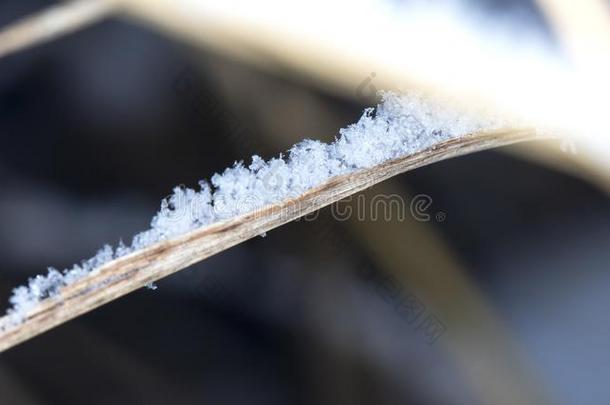 雪向指已提到的人草