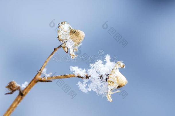 雪向指已提到的人草