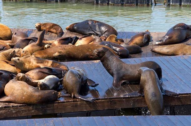 海狮子交往向木材码头